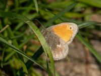 Kleiner Heufalter oder Kleines Wiesenvögelchen